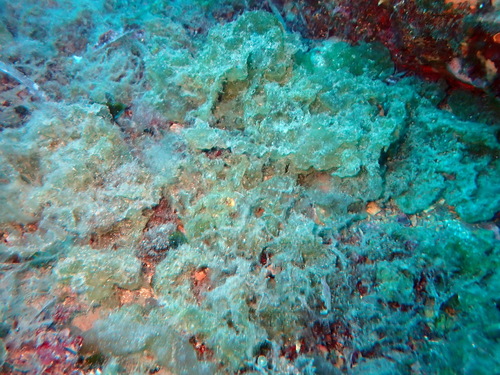 Microdictyon umbilicatum observed 2026-08-09