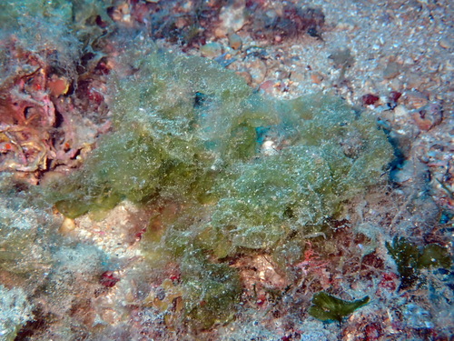 Microdictyon umbilicatum observed 2026-08-09