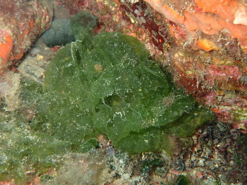Microdictyon umbilicatum observed 2026-08-09