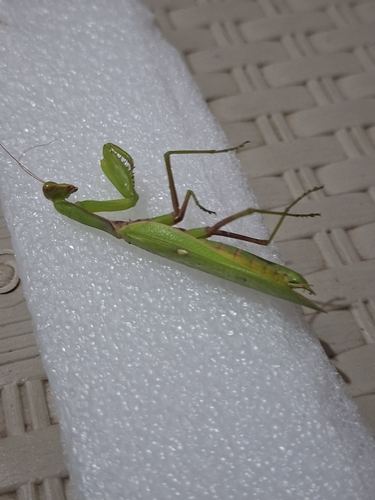Transcaucasian Giant Mantis