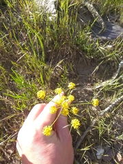 Lomatium ambiguum