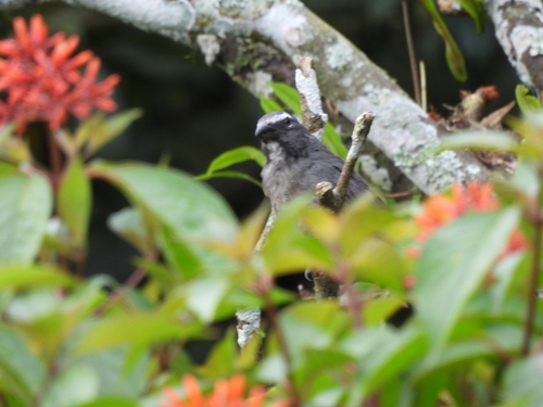 Cinnamon-bellied Saltator