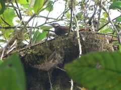 Pseudocolaptes boissonneautii