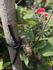 Anacridium aegyptium