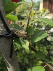 Anacridium aegyptium