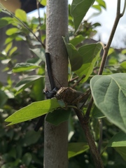 Anacridium aegyptium