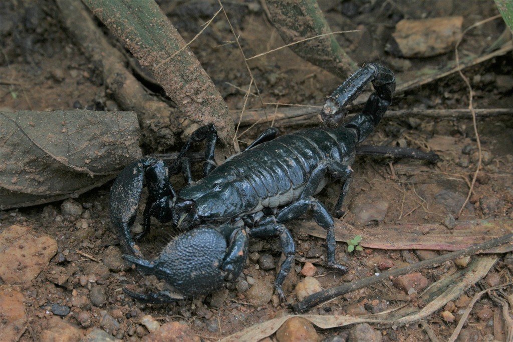 Scorpion empereur (Pandinus imperator)