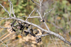 Stipiturus malachurus