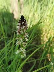 Neotinea ustulata ustulata