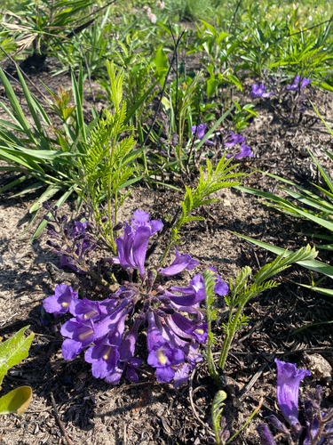 Jacaranda decurrens