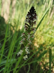 Neotinea ustulata ustulata
