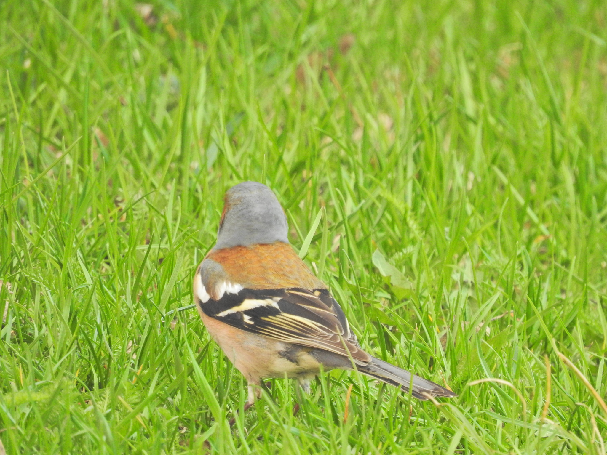 Eurasian Chaffinch