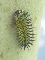 Periclista pubescens