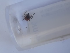 Ixodes ricinus