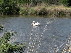 Pelecanus erythrorhynchos