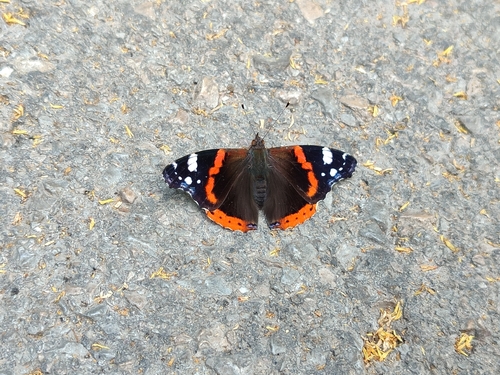 Red Admiral