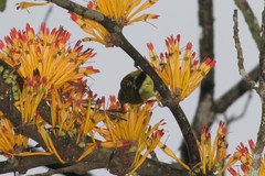 African mistletoe (Phragmanthera)