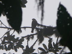 Microspizias collaris