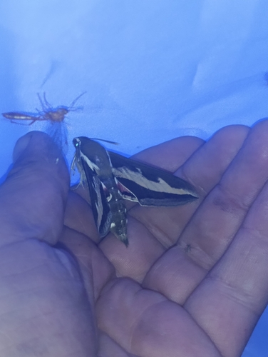 Bedstraw Hawkmoth