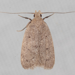 Inga obscuromaculella