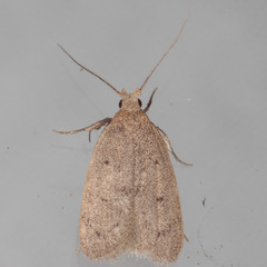 Inga obscuromaculella