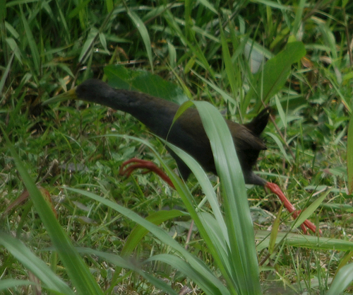 Blackish Rail
