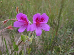 Pelargonium