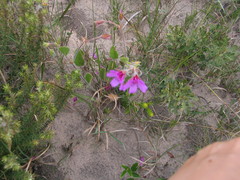 Pelargonium