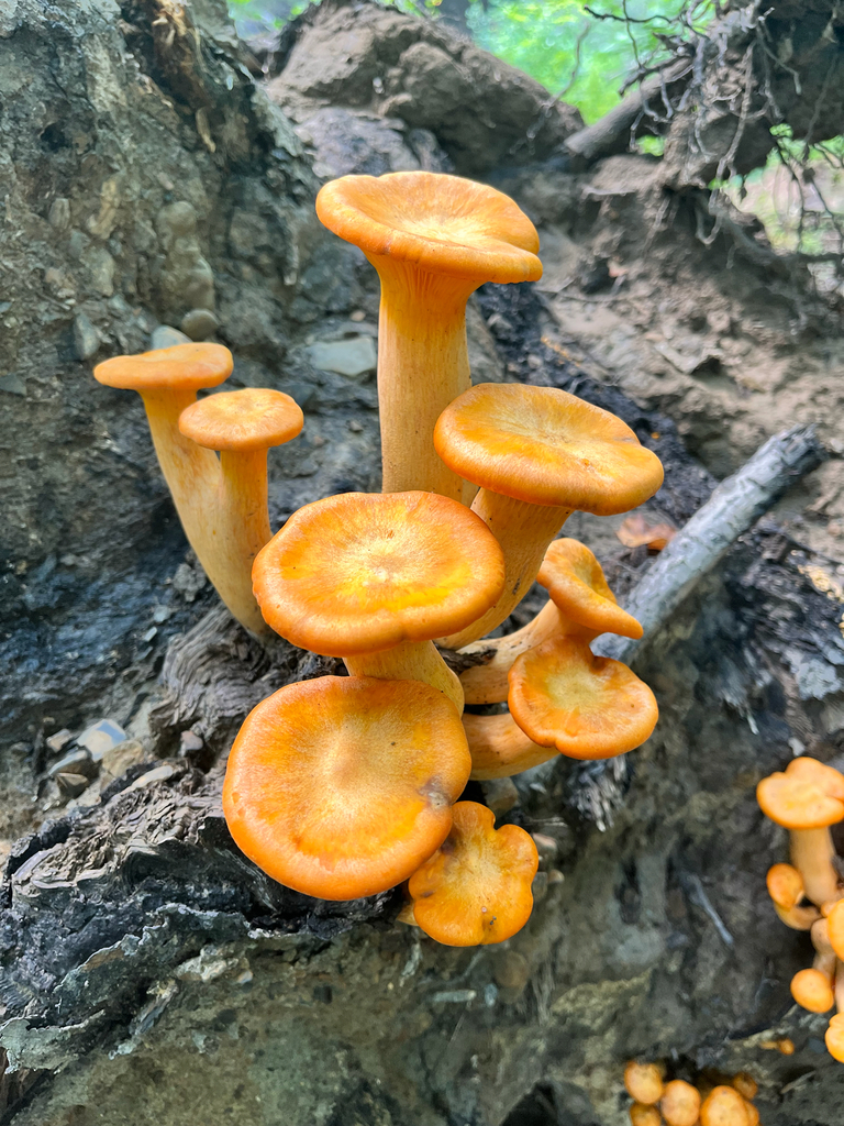 Eastern American jack-o'-lantern · August 2026 · photo: Photo: (c) Joey M, some rights reserved (CC BY) · iNaturalist