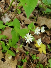 Stellaria corei