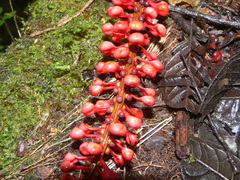 Sarcopera anomala
