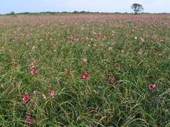 Crinum campanulatum