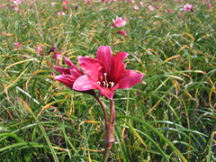 Crinum campanulatum