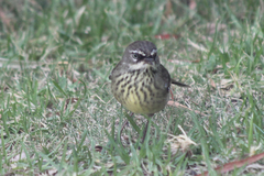Sericornis maculatus