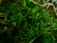 Eurhynchium