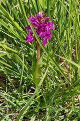 (c) Yannick Brenz, some rights reserved (CC BY) Dactylorhiza majalis, photograph (c) Yannick Brenz, some rights reserved (CC BY)