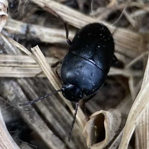 Quisquilius observed 2026-08-06