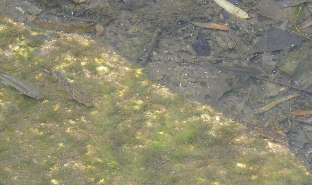 Anatolian Barbel