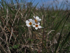 Angiospermae