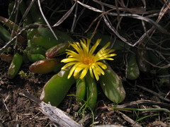 Glottiphyllum