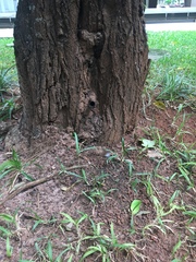 Scaptotrigona postica