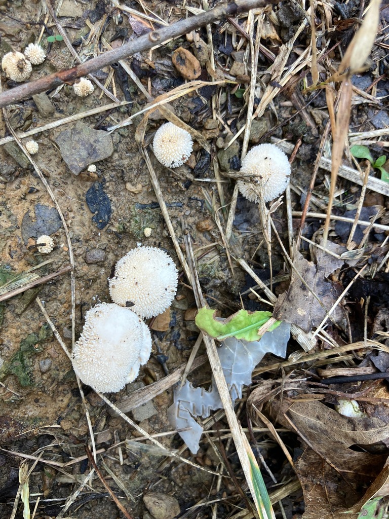 Curtis's Puffball · August 2026 · photo: Photo: (c) toad-wife, some rights reserved (CC BY) · iNaturalist