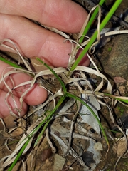 Cyperus uitenhagensis