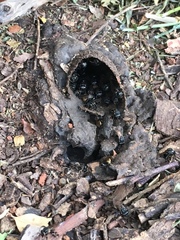 Scaptotrigona postica