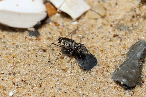 Puritan Tiger Beetle photo 4