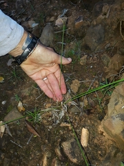 Cyperus uitenhagensis