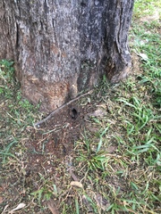 Scaptotrigona postica