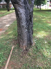 Scaptotrigona postica