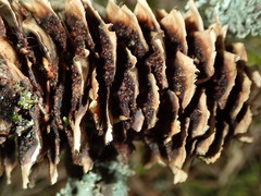Pucciniastrum areolatum