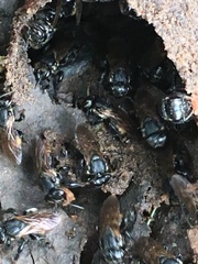 Scaptotrigona postica